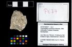 Foto (Objekt + Etikett) von Cracensigillatus acutirostrus (Moericke, 1889)  (NHMW-GEO-2014-0194-0677)